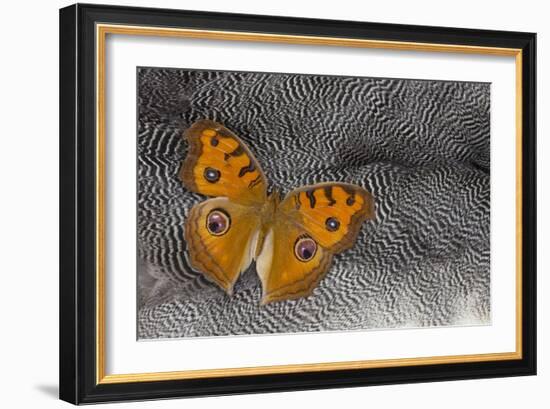 Pansy Butterfly on Helmeted Guineafowl Feathers-Darrell Gulin-Framed Photographic Print