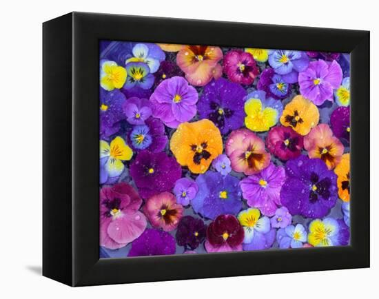 Pansy Flowers Floating in Bird Bath with Dew Drops, Sammamish, Washington, USA-Darrell Gulin-Framed Premier Image Canvas