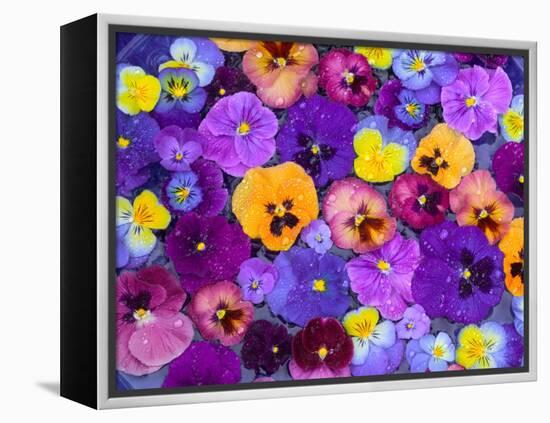 Pansy Flowers Floating in Bird Bath with Dew Drops, Sammamish, Washington, USA-Darrell Gulin-Framed Premier Image Canvas