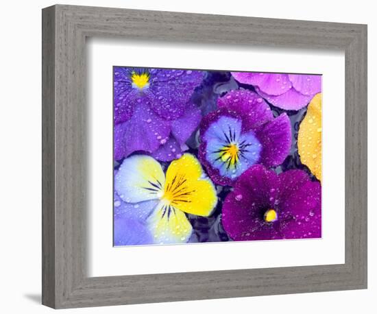 Pansy Flowers Floating in Bird Bath with Dew Drops, Sammamish, Washington, USA-Darrell Gulin-Framed Photographic Print