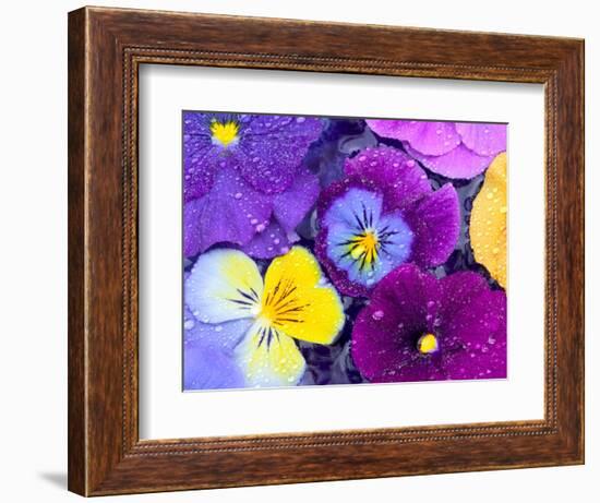 Pansy Flowers Floating in Bird Bath with Dew Drops, Sammamish, Washington, USA-Darrell Gulin-Framed Photographic Print