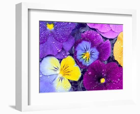 Pansy Flowers Floating in Bird Bath with Dew Drops, Sammamish, Washington, USA-Darrell Gulin-Framed Photographic Print