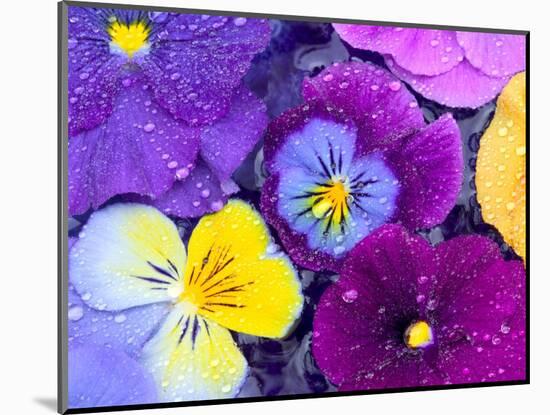 Pansy Flowers Floating in Bird Bath with Dew Drops, Sammamish, Washington, USA-Darrell Gulin-Mounted Photographic Print