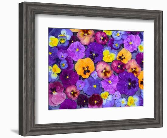 Pansy Flowers Floating in Bird Bath with Dew Drops, Sammamish, Washington, USA-Darrell Gulin-Framed Premium Photographic Print