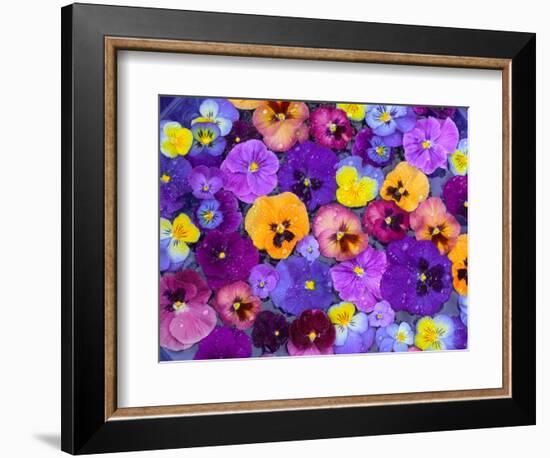 Pansy Flowers Floating in Bird Bath with Dew Drops, Sammamish, Washington, USA-Darrell Gulin-Framed Premium Photographic Print