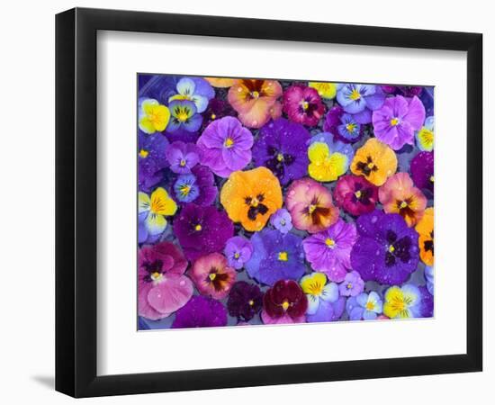 Pansy Flowers Floating in Bird Bath with Dew Drops, Sammamish, Washington, USA-Darrell Gulin-Framed Premium Photographic Print