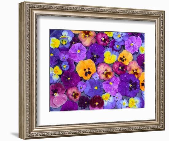 Pansy Flowers Floating in Bird Bath with Dew Drops, Sammamish, Washington, USA-Darrell Gulin-Framed Photographic Print