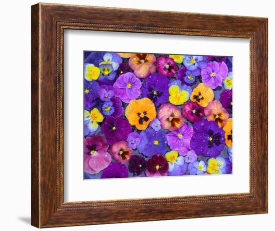 Pansy Flowers Floating in Bird Bath with Dew Drops, Sammamish, Washington, USA-Darrell Gulin-Framed Photographic Print