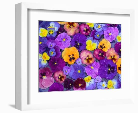 Pansy Flowers Floating in Bird Bath with Dew Drops, Sammamish, Washington, USA-Darrell Gulin-Framed Photographic Print