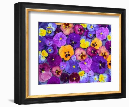 Pansy Flowers Floating in Bird Bath with Dew Drops, Sammamish, Washington, USA-Darrell Gulin-Framed Photographic Print