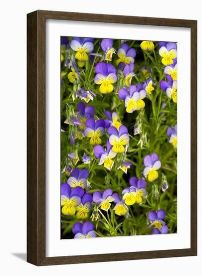 Pansy Flowers (Viola X Wittrockiana)-Bob Gibbons-Framed Photographic Print