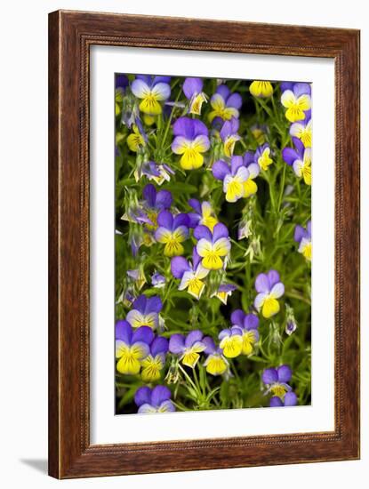 Pansy Flowers (Viola X Wittrockiana)-Bob Gibbons-Framed Photographic Print