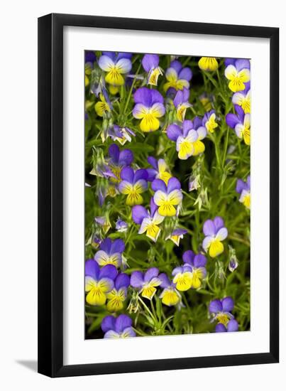 Pansy Flowers (Viola X Wittrockiana)-Bob Gibbons-Framed Photographic Print