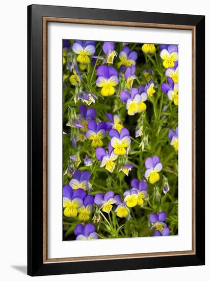 Pansy Flowers (Viola X Wittrockiana)-Bob Gibbons-Framed Photographic Print