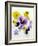 Pansy Flowers-David Munns-Framed Photographic Print