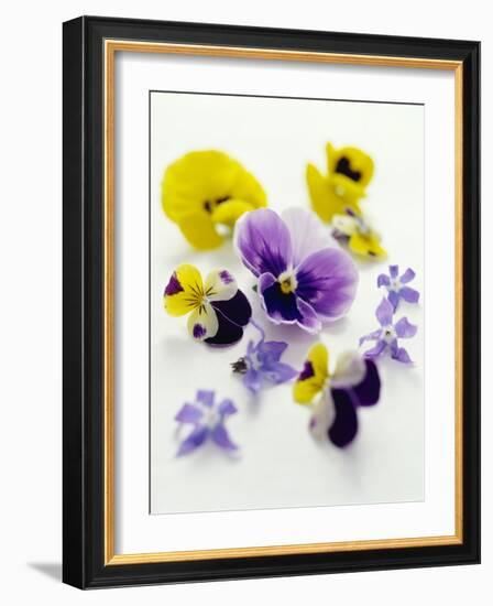 Pansy Flowers-David Munns-Framed Photographic Print