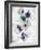 Pansy Indigo 1-Li Bo-Framed Giclee Print