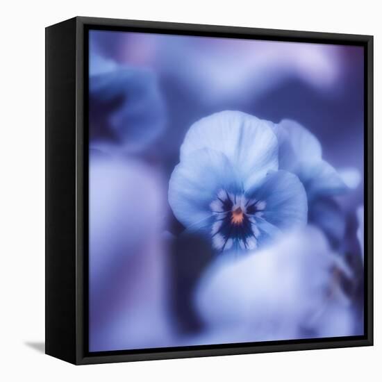 Pansy of March-Philippe Sainte-Laudy-Framed Premier Image Canvas