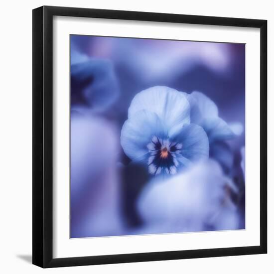 Pansy of March-Philippe Sainte-Laudy-Framed Photographic Print