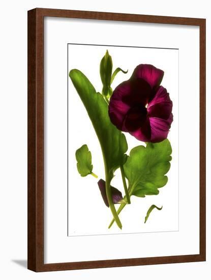 Pansy Purple, 2014-Julia McLemore-Framed Photographic Print