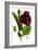 Pansy Purple, 2014-Julia McLemore-Framed Photographic Print