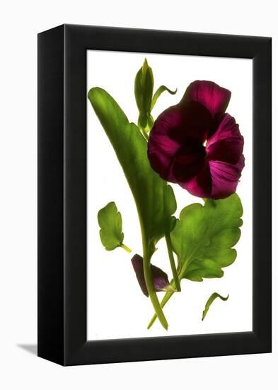 Pansy Purple, 2014-Julia McLemore-Framed Premier Image Canvas