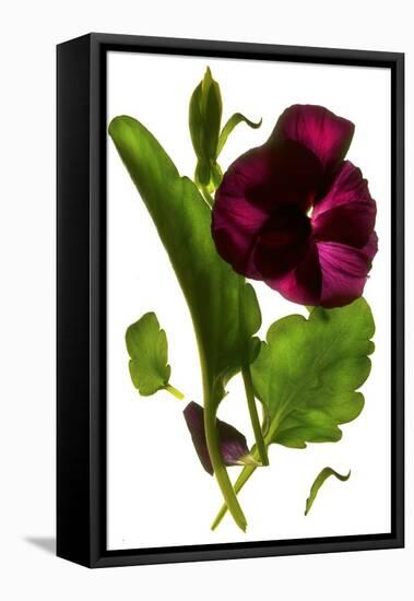 Pansy Purple, 2014-Julia McLemore-Framed Premier Image Canvas