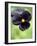 Pansy (Viola Wittrockiana)-Dr. Nick Kurzenko-Framed Photographic Print