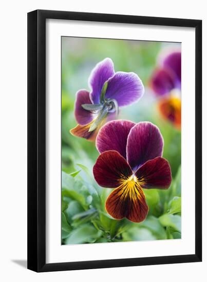 Pansy (Viola X Wittrockiana)-Maria Mosolova-Framed Photographic Print