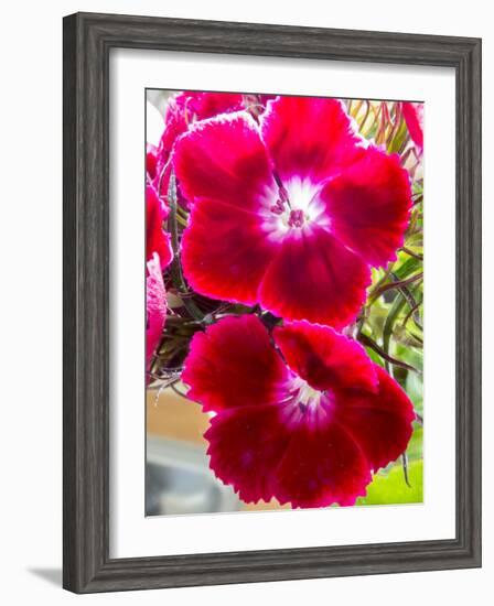 Pansy-Charles Bowman-Framed Photographic Print