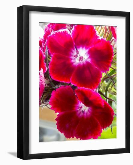 Pansy-Charles Bowman-Framed Photographic Print
