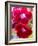 Pansy-Charles Bowman-Framed Photographic Print