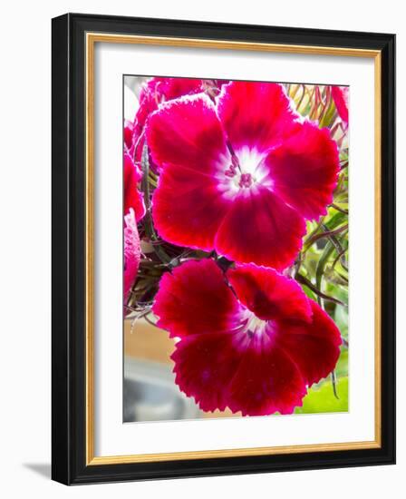 Pansy-Charles Bowman-Framed Photographic Print