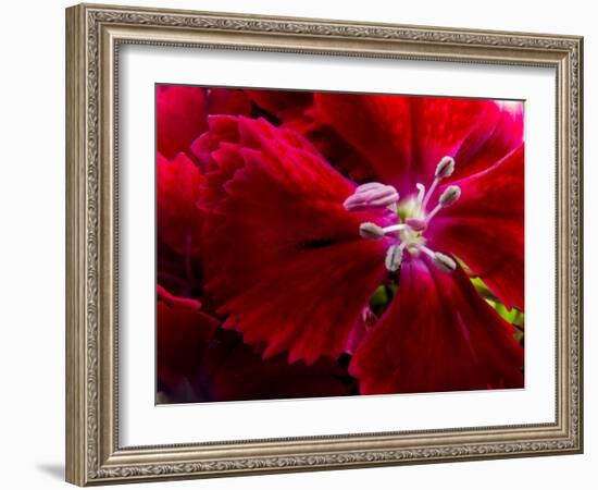 Pansy-Charles Bowman-Framed Photographic Print