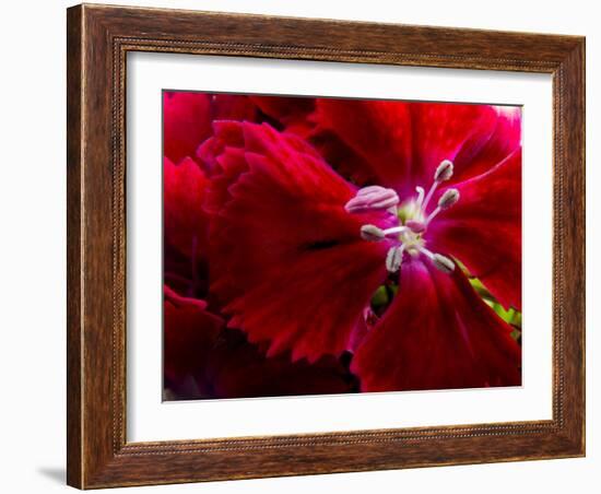 Pansy-Charles Bowman-Framed Photographic Print