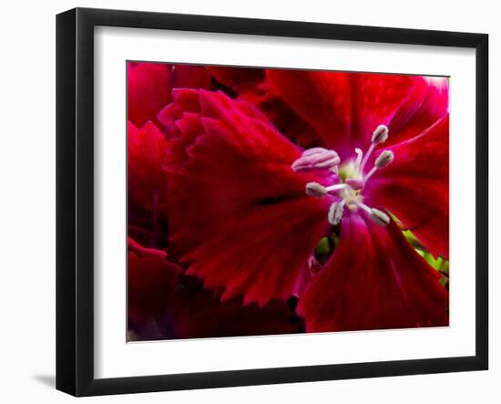 Pansy-Charles Bowman-Framed Photographic Print