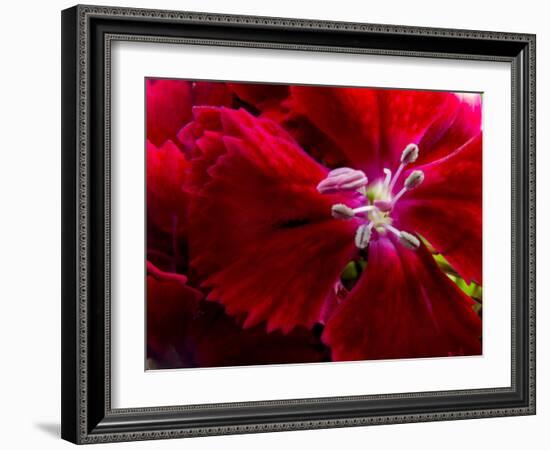 Pansy-Charles Bowman-Framed Photographic Print