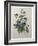 Pansy-Pierre-Joseph Redoute-Framed Art Print