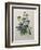 Pansy-Pierre-Joseph Redoute-Framed Art Print