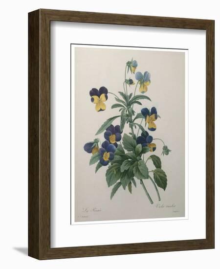 Pansy-Pierre-Joseph Redoute-Framed Art Print