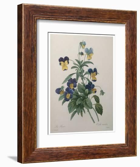 Pansy-Pierre-Joseph Redoute-Framed Art Print