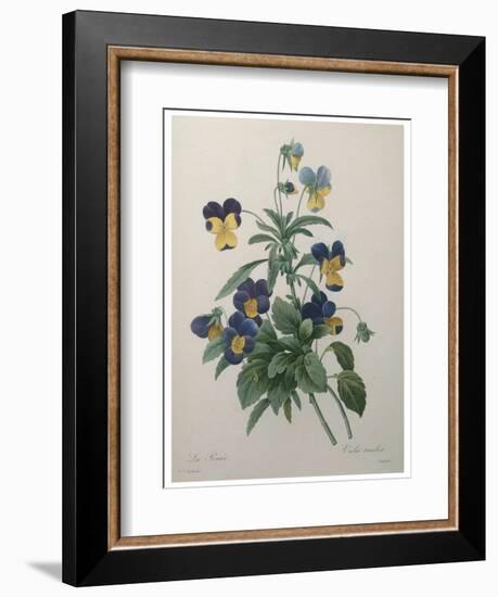 Pansy-Pierre-Joseph Redoute-Framed Art Print