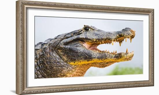 Pantanal cayman head, Porto Jofre, Mato Grosso, Brazil-Panoramic Images-Framed Photographic Print