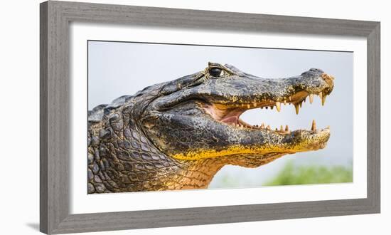 Pantanal cayman head, Porto Jofre, Mato Grosso, Brazil-Panoramic Images-Framed Photographic Print