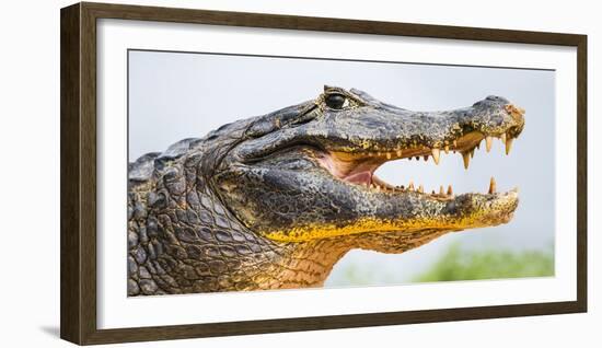 Pantanal cayman head, Porto Jofre, Mato Grosso, Brazil-Panoramic Images-Framed Photographic Print