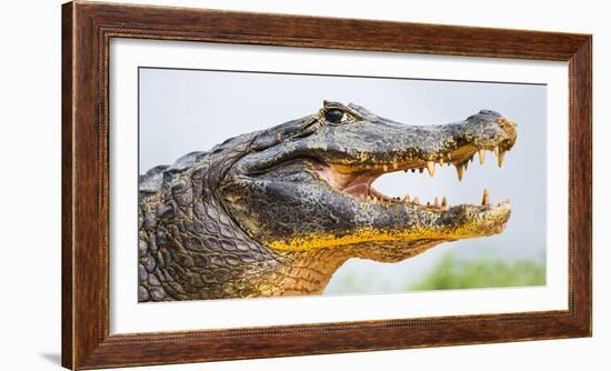 Pantanal cayman head, Porto Jofre, Mato Grosso, Brazil-Panoramic Images-Framed Photographic Print