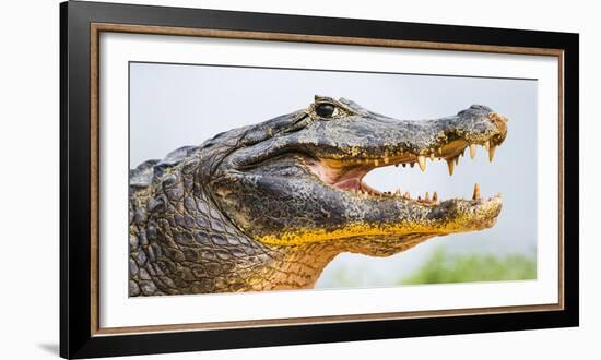 Pantanal cayman head, Porto Jofre, Mato Grosso, Brazil-Panoramic Images-Framed Photographic Print