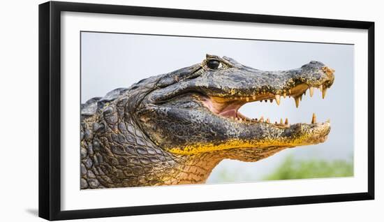 Pantanal cayman head, Porto Jofre, Mato Grosso, Brazil-Panoramic Images-Framed Photographic Print