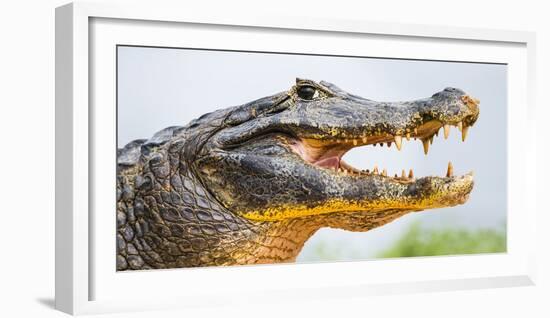 Pantanal cayman head, Porto Jofre, Mato Grosso, Brazil-Panoramic Images-Framed Photographic Print