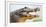 Pantanal cayman head, Porto Jofre, Mato Grosso, Brazil-Panoramic Images-Framed Photographic Print